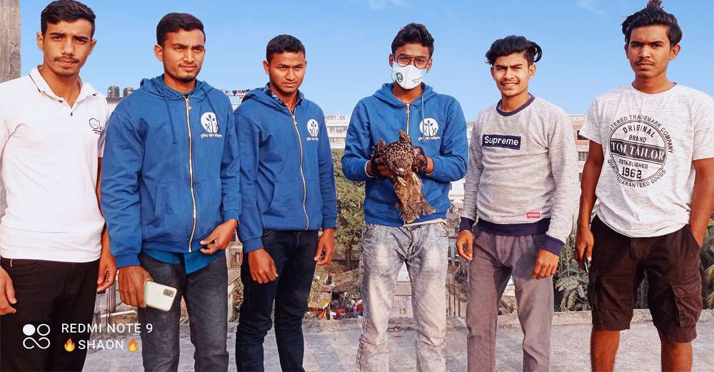 The Black Kite is flying in the sky after recovering.
